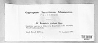 Ramularia pruinosa image